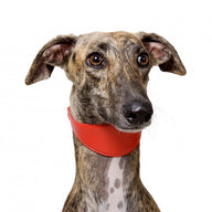 Lederen halsband voor (oa) windhonden - Collar Glamour - verschillende kleuren