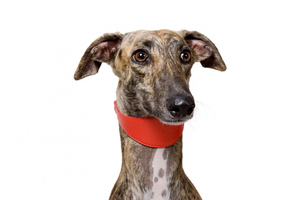 Lederen halsband voor (oa) windhonden - Collar Glamour - verschillende kleuren