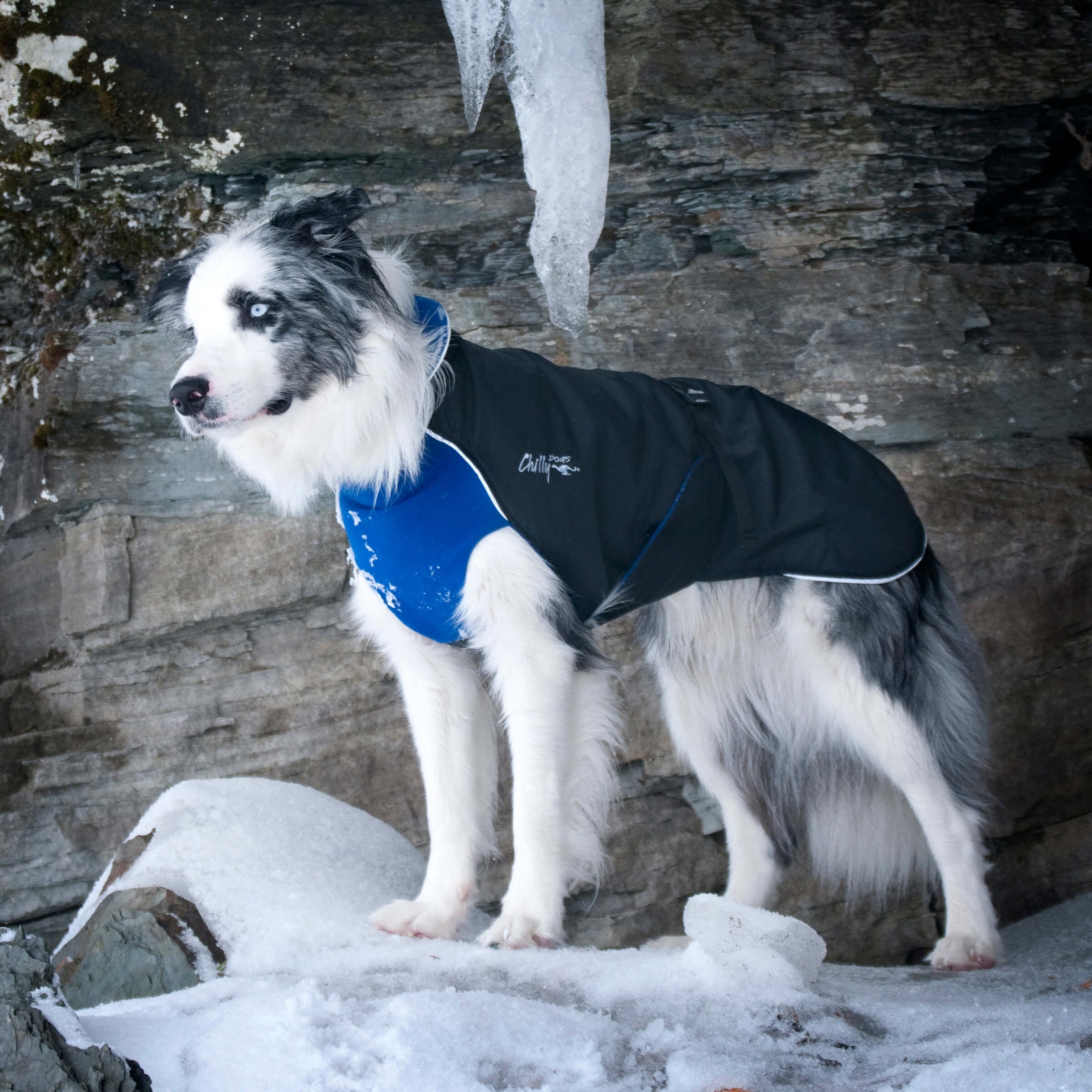 Alpine all weather dog outlet coat