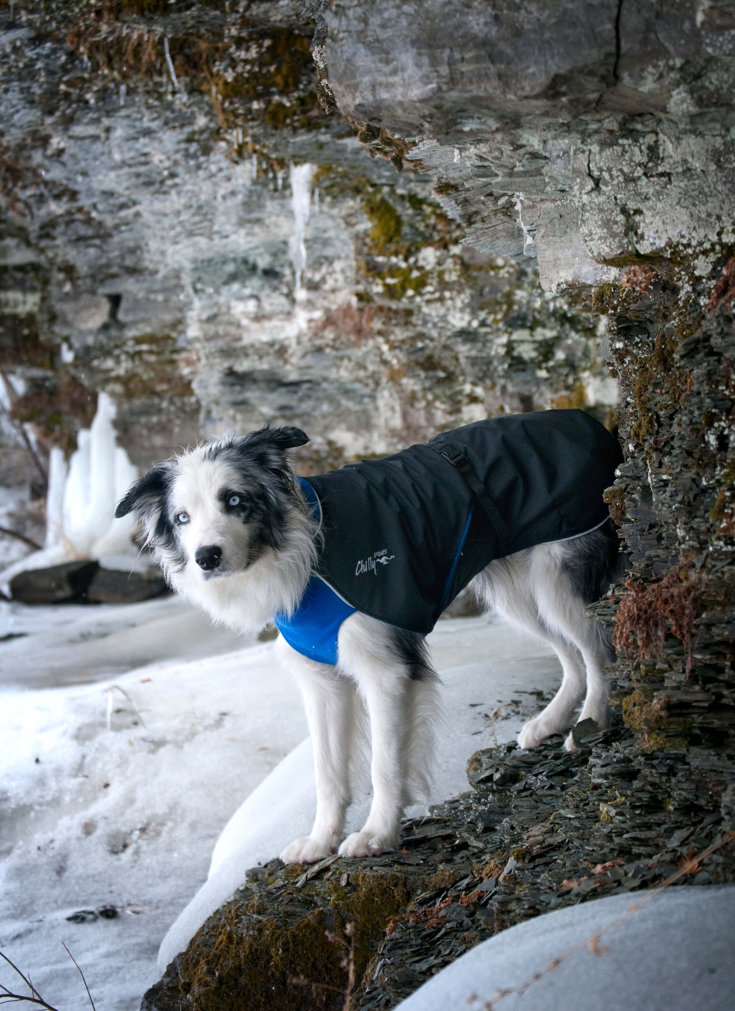 Chilly Dogs - Alpine Blazer - Waterdichte hondenjas - Alle hondenrassen