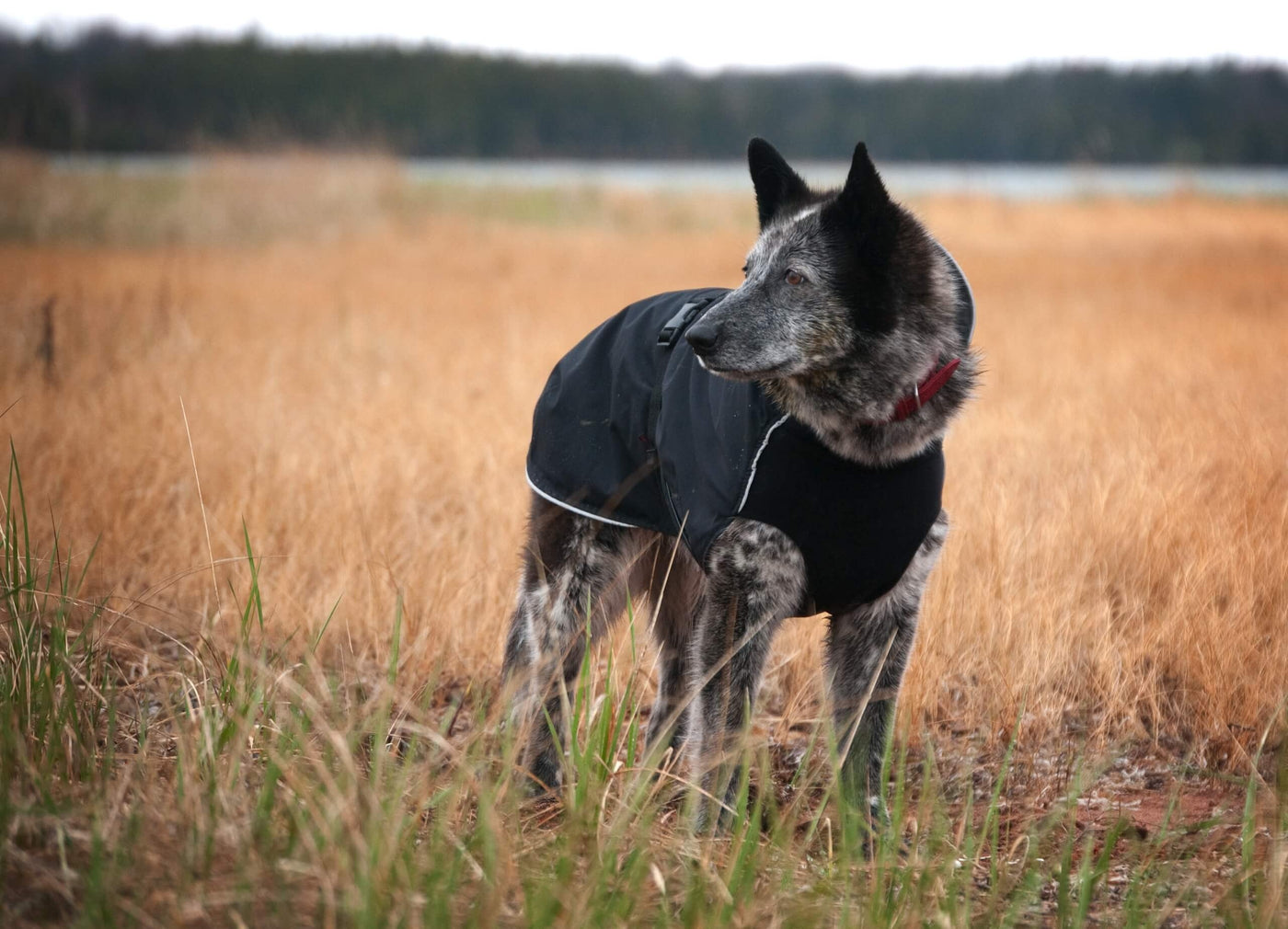Chilly Dogs - Harbor Slicker - Waterproof dog coat - All dog breeds
