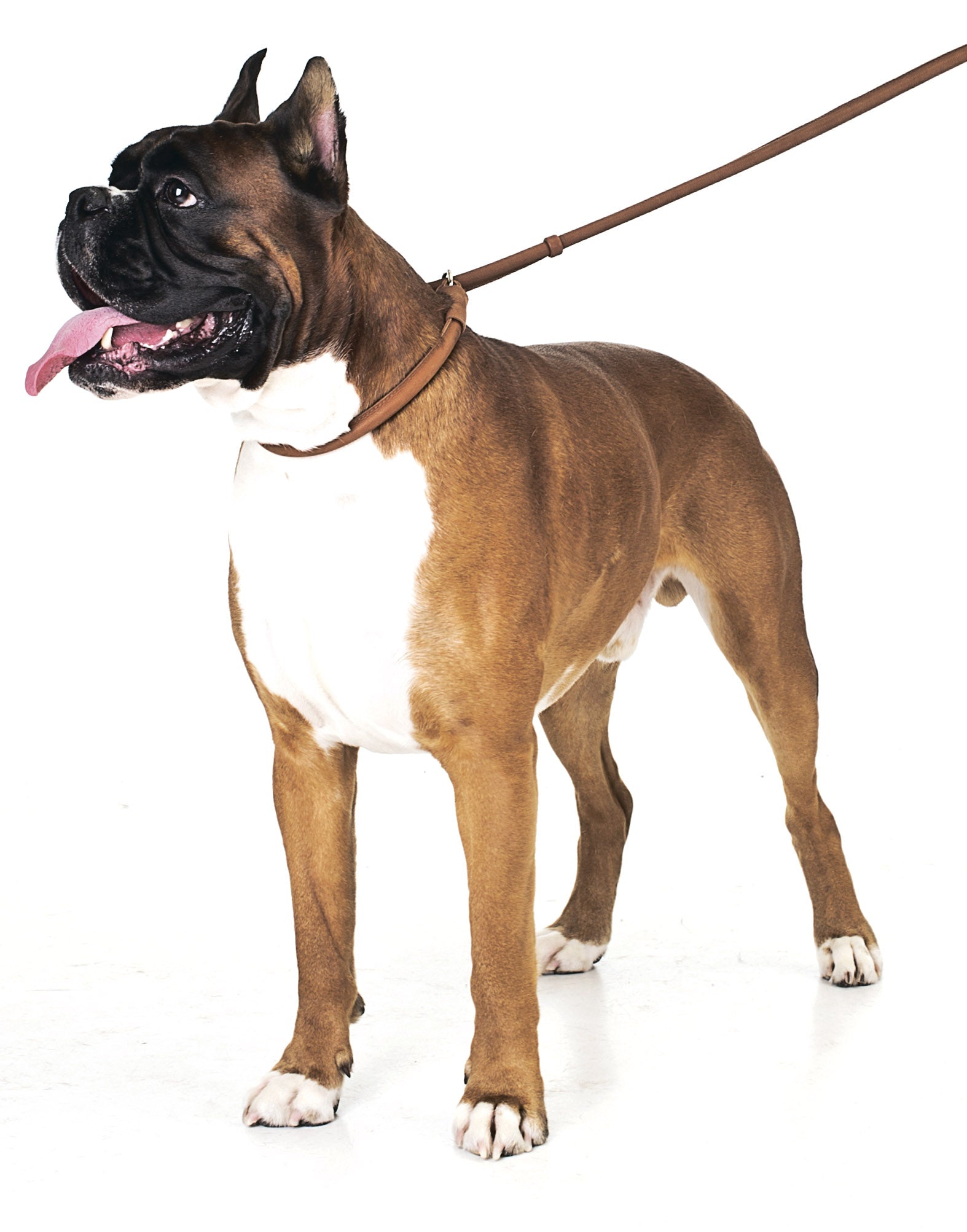 Twisted Hunting Line / Slip Line - COLLAR SOFT - brown or black - 183cm length