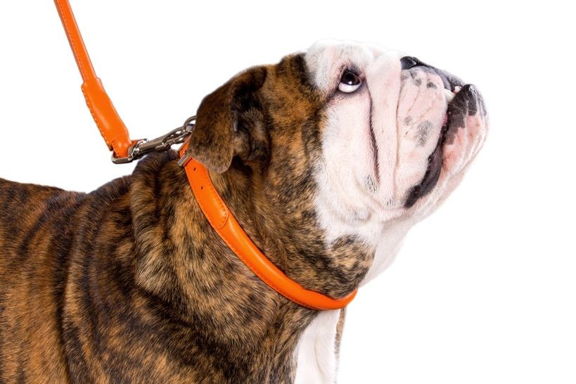 Round-stitched leather collar - COLLAR SOFT - different colours